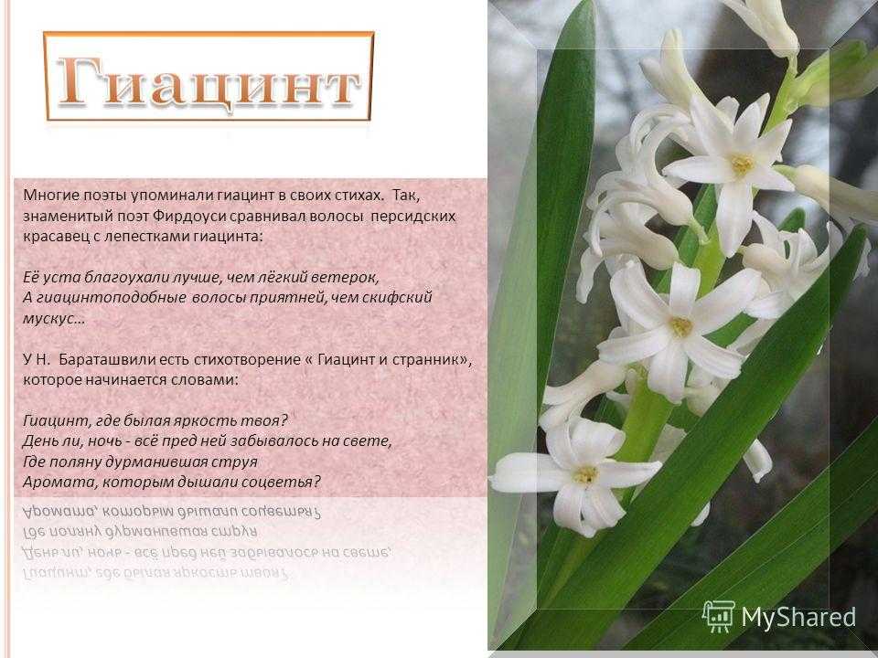 Стихи про цветы русских поэтов классиков: красивые стихотворения для детей, взрослых - рустих