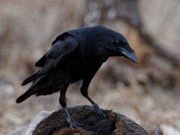 Сонник черная голова. Черная ворона во сне. К чему вороны снятся женщине. К чему снится чёрная ворона беременной женщине.
