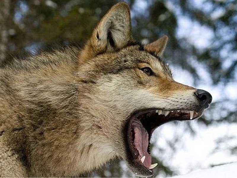 К чему снится волк или волки? сонник - волки. что значит приснился волк во сне?