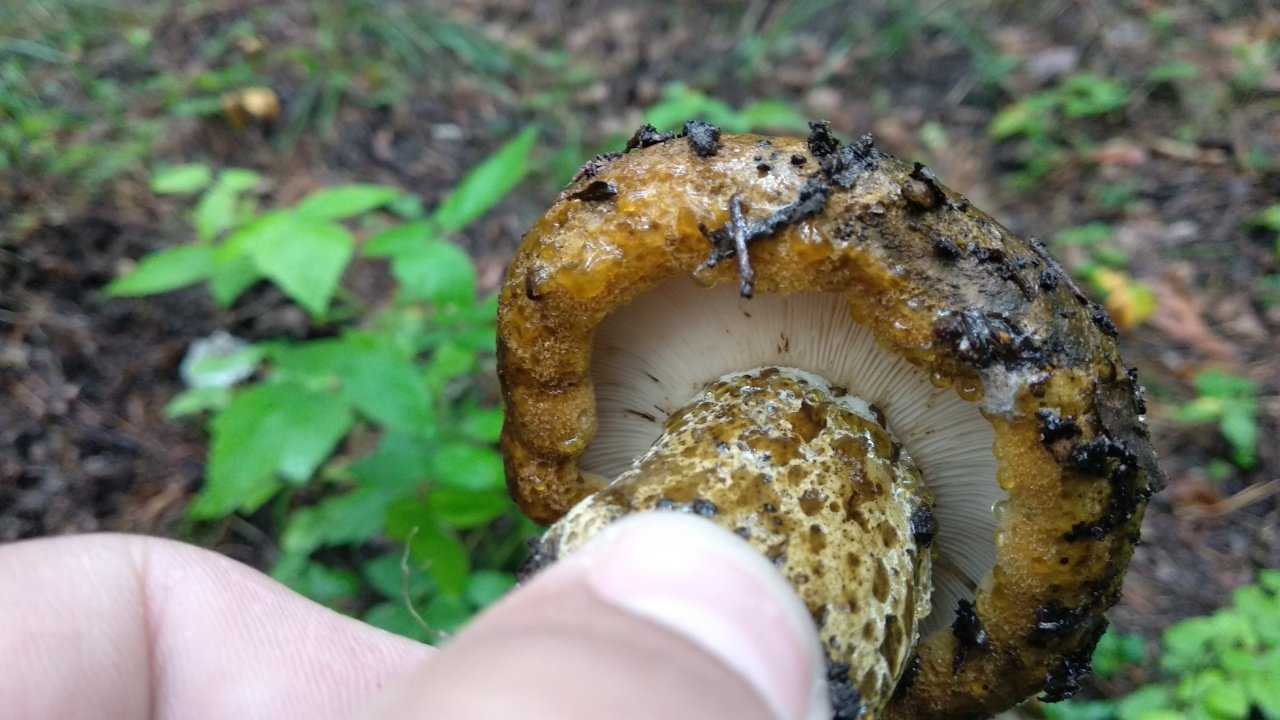 К чему снится собирать грибы - значение сна по сонникам