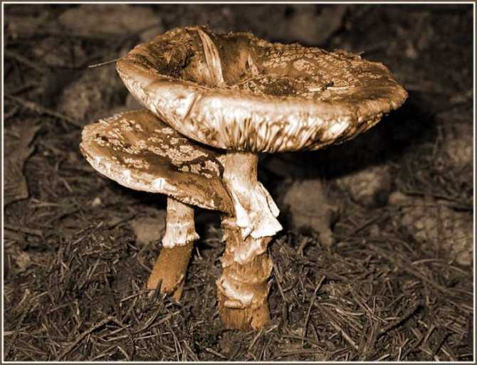 К чему снятся грибы лисички 🍄 — толкования по 38 ❗ популярным сонникам: что означает для мужчины или женщины видеть в лесу и собирать во сне много больших грибочков