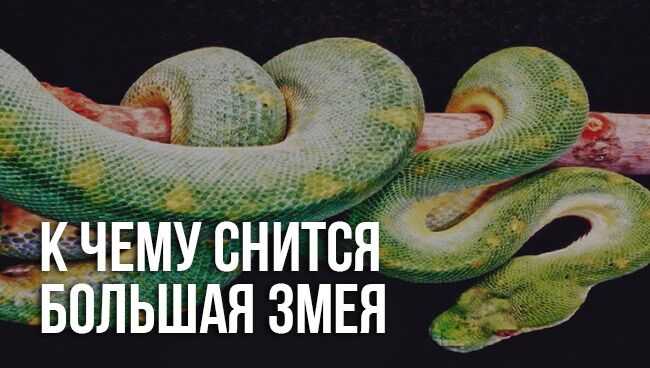 Почему приснилась змея и как толковать такой сон