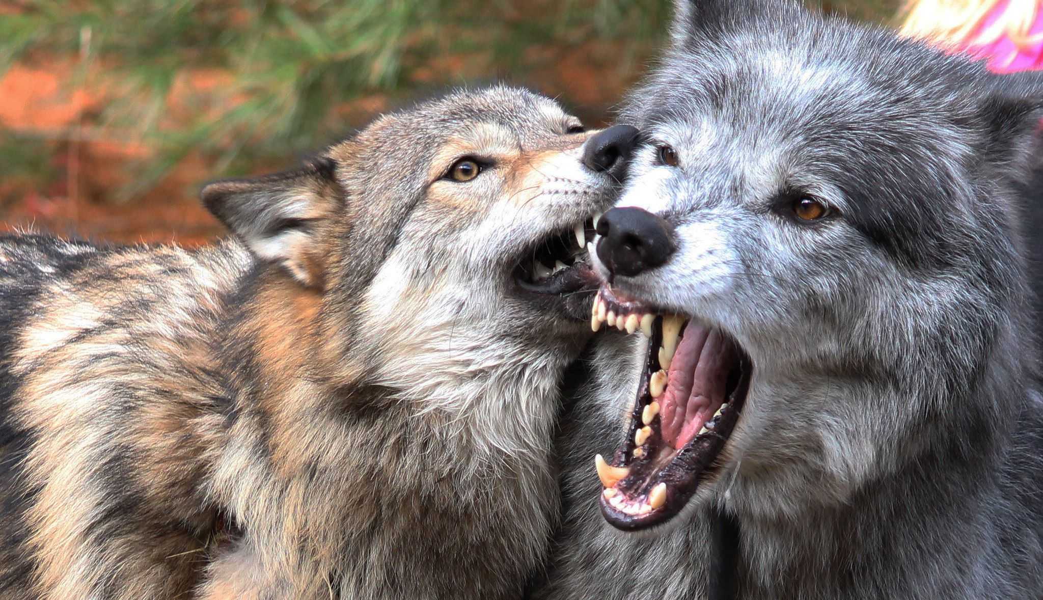 К чему снится волк - значение сна волк по соннику