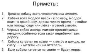 Приметы и суеверия: к чему воет собака (во дворе, ночью, на улице, дома или у соседей)?