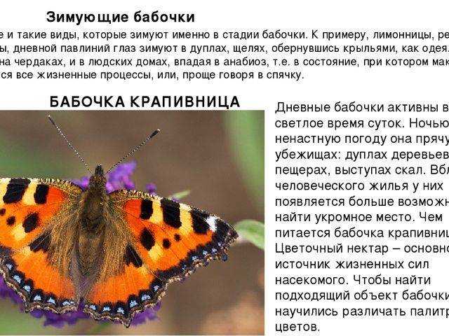 Появилась дома бабочка. Как зимуют бабочки. Где зимуют бабочки. Бабочка крапивница. Бабочки впадают в спячку.
