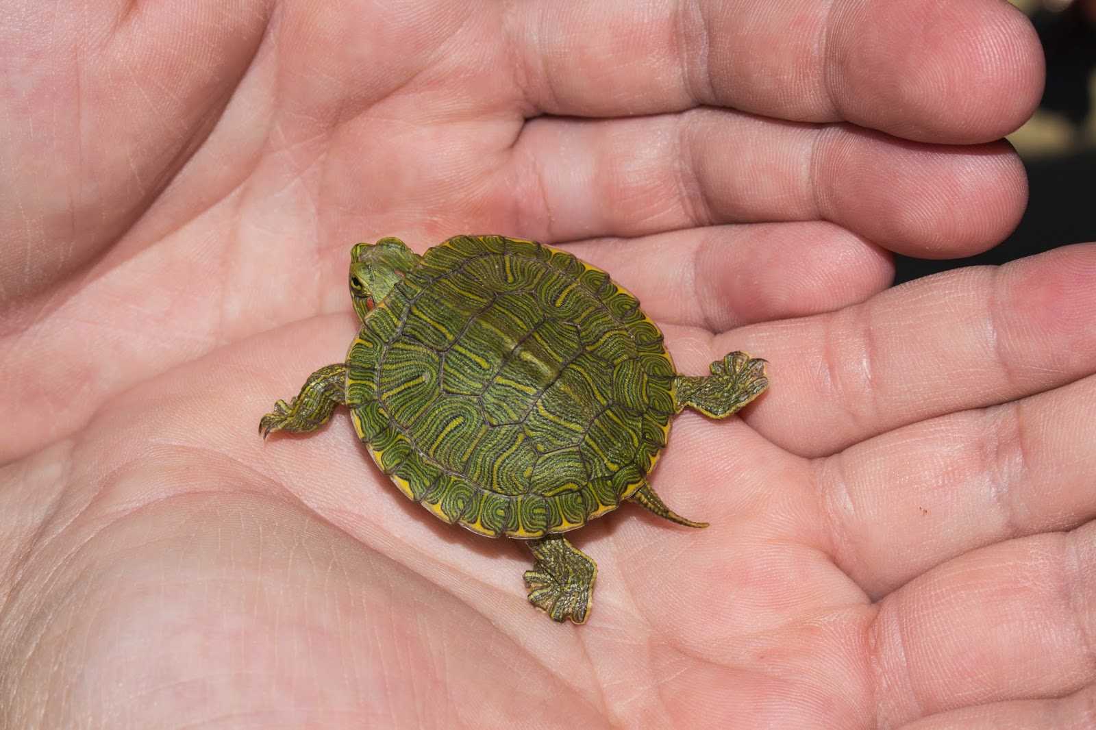 Посмотрим черепахи. Красноухая черепаха. Самых маленьких черепах в мире. Черепашки маленькие в Крыму. Черепашки с нами.