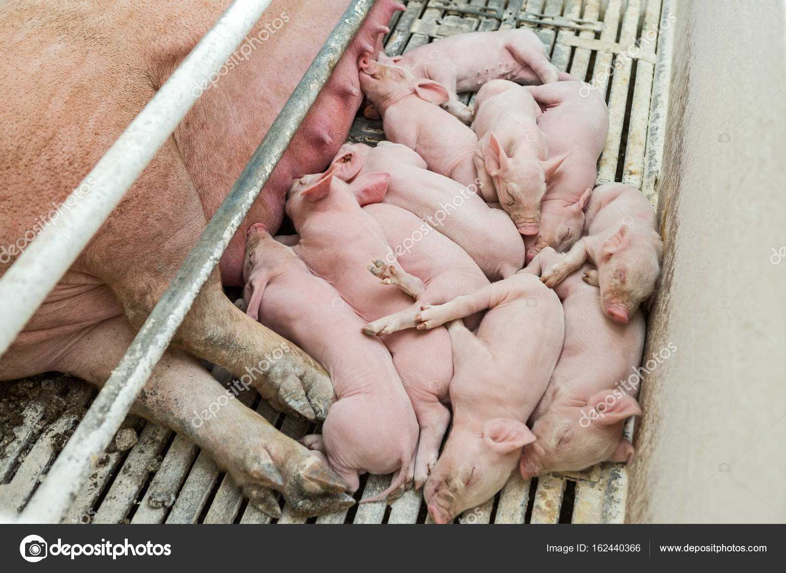 Свиньи на ферме. Толкование снов свиньи