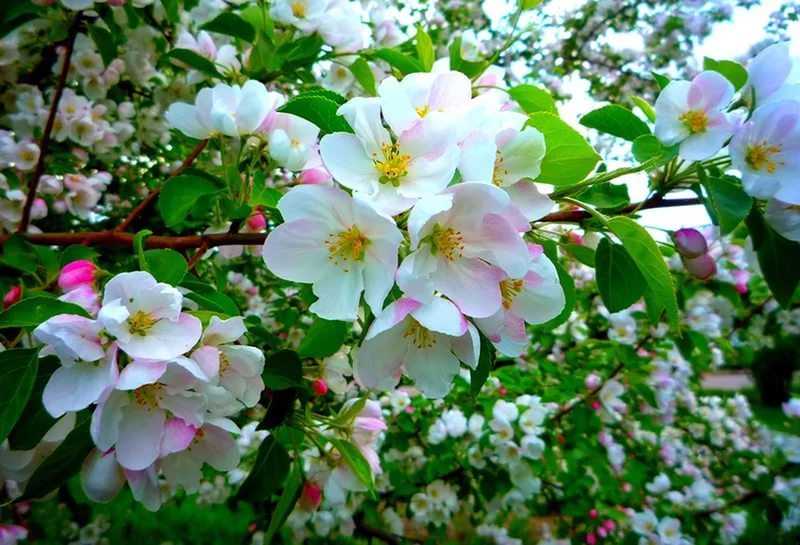 К чему цветет яблоня и груша в августе: народные приметы. к чему цветут сады в конце лета, осенью: причины