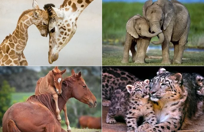 Забота родителей о потомстве. Инстинкты животных. Мамы и Детеныши. Млекопитающие с детенышами. Инстинктивное поведение животных.