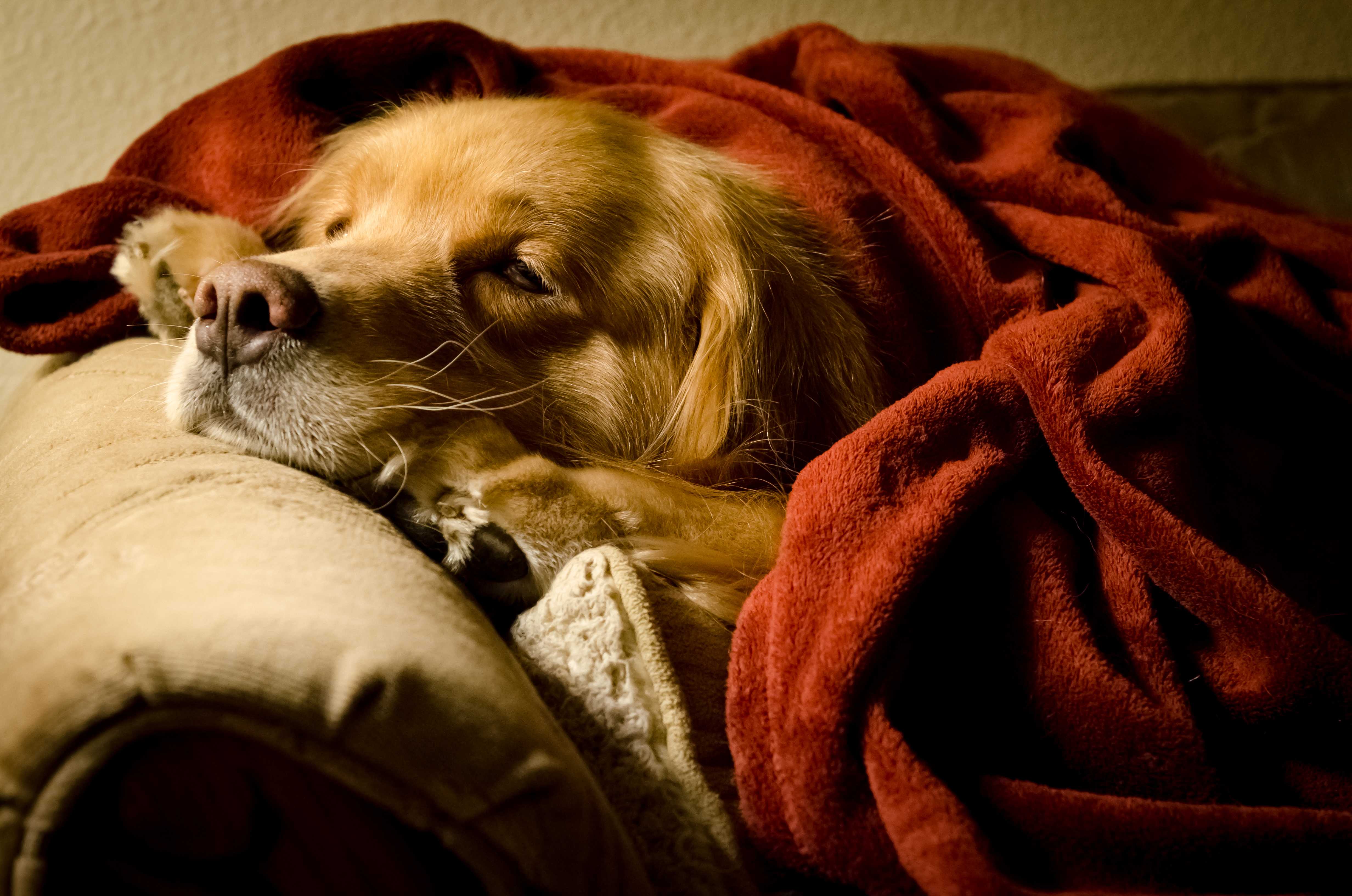 К чему снятся собаки значение сна по соннику для женщин и мужчин?