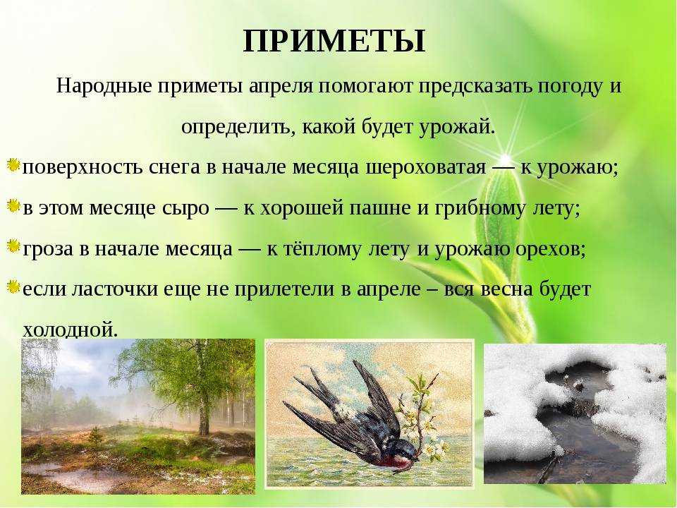 Что будет, если птица ударилась в окно и улетела: значение приметы