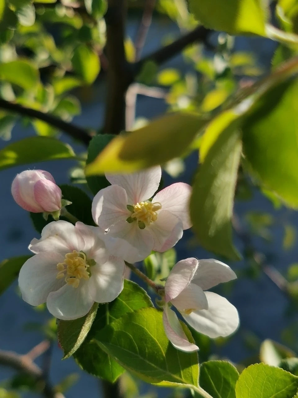 Цветение яблони: сроки и регионы выращивания