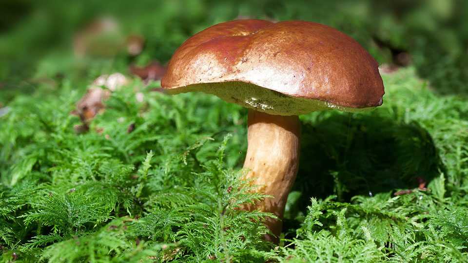 Видеть во сне грибы: толкование по сонникам