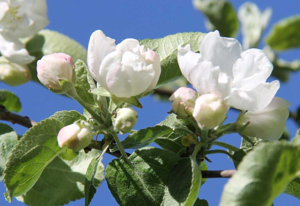 Почему не зацвела яблоня в этом году – основные причины