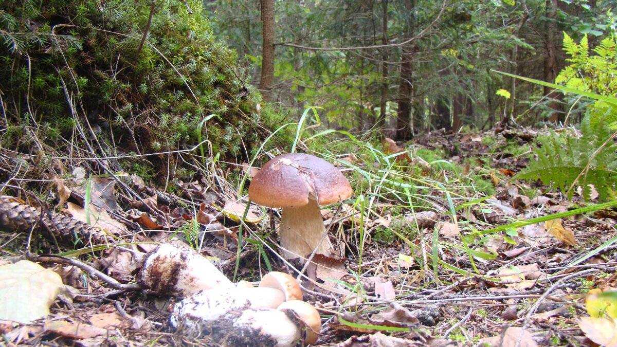 Можно собирать грибы в високосный год