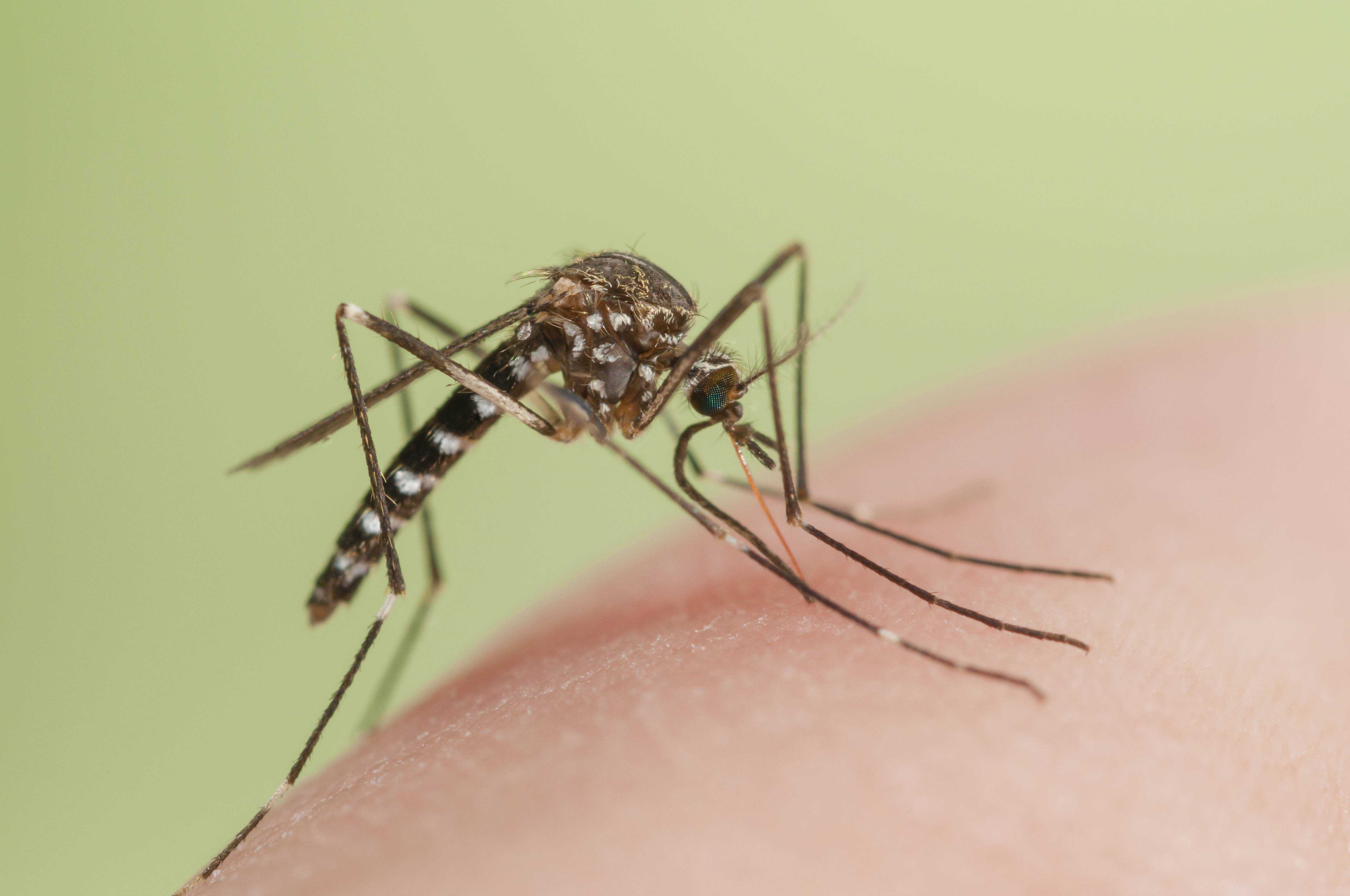 К чему снятся комары много комаров