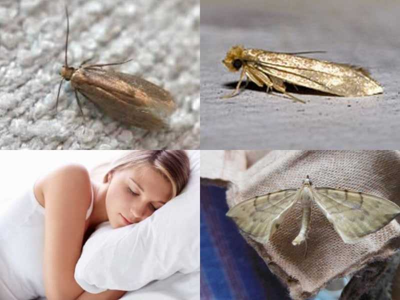 К чему снится таракан – узнайте значение сна