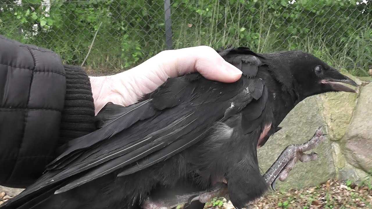 Сонник подскажет к чему снится черная ворона которая нападает или залетела в дом.