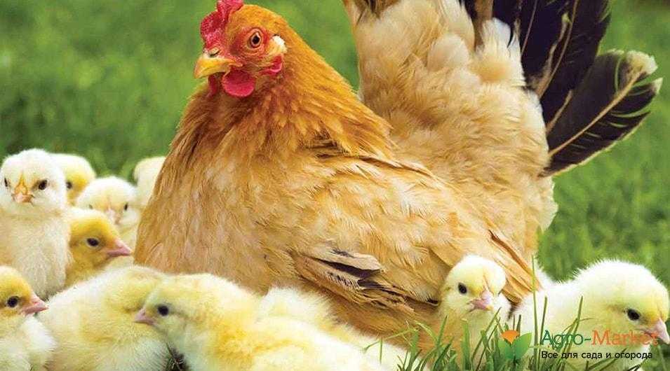 Сонник — куры: к чему снится во сне рыжая, черная и белая курица? к чему снится курица, несущая яйца, клюющая, вареная, с цыплятами?