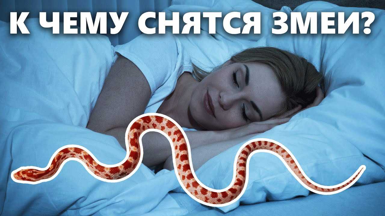 Толкование снов : кусающие черные змеи для мужчин и женщин