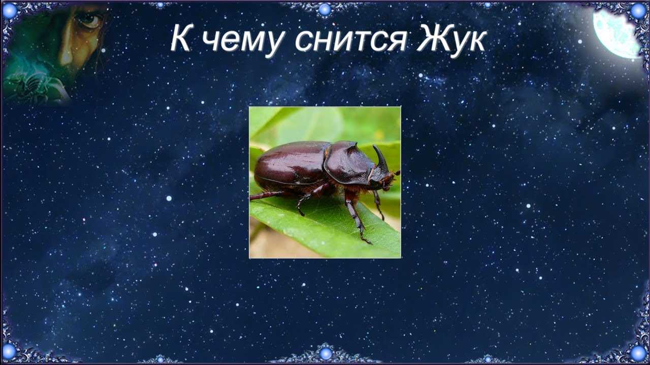 К чему снятся жуки. сонник жук во сне приснился