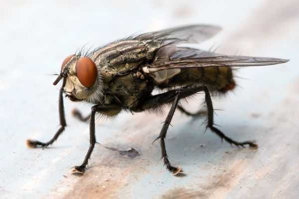 Несут ли опасность мухи во сне