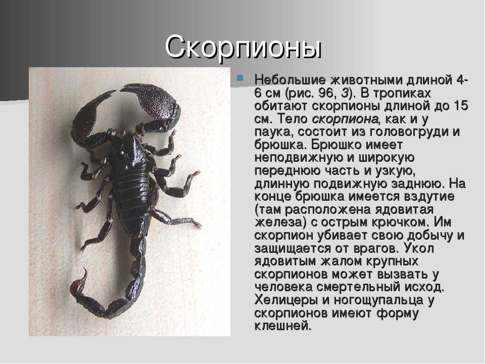 Скорпион с 21 по 27 августа. Скорпион ядовитое животное. Информация о скорпионах. Снится Скорпион. Скорпион фото и описание.