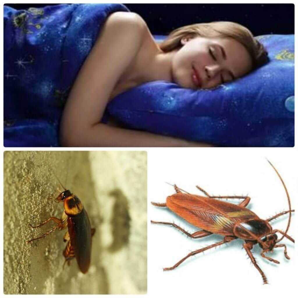 Как расшифровать сон о жуках — 43 точных значения