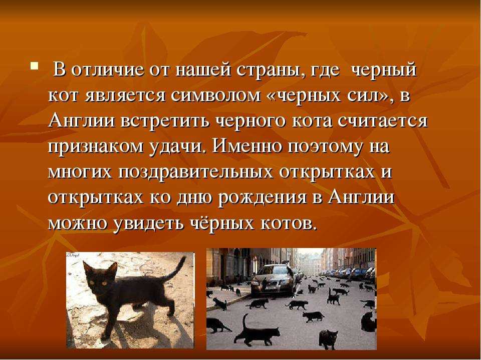 К чему чужая кошка пришла в дом? примета :: syl.ru