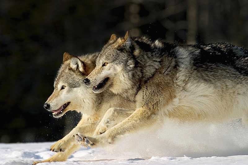 К чему снится  волк во сне — по 90 сонникам! если видишь во сне волк что значит?