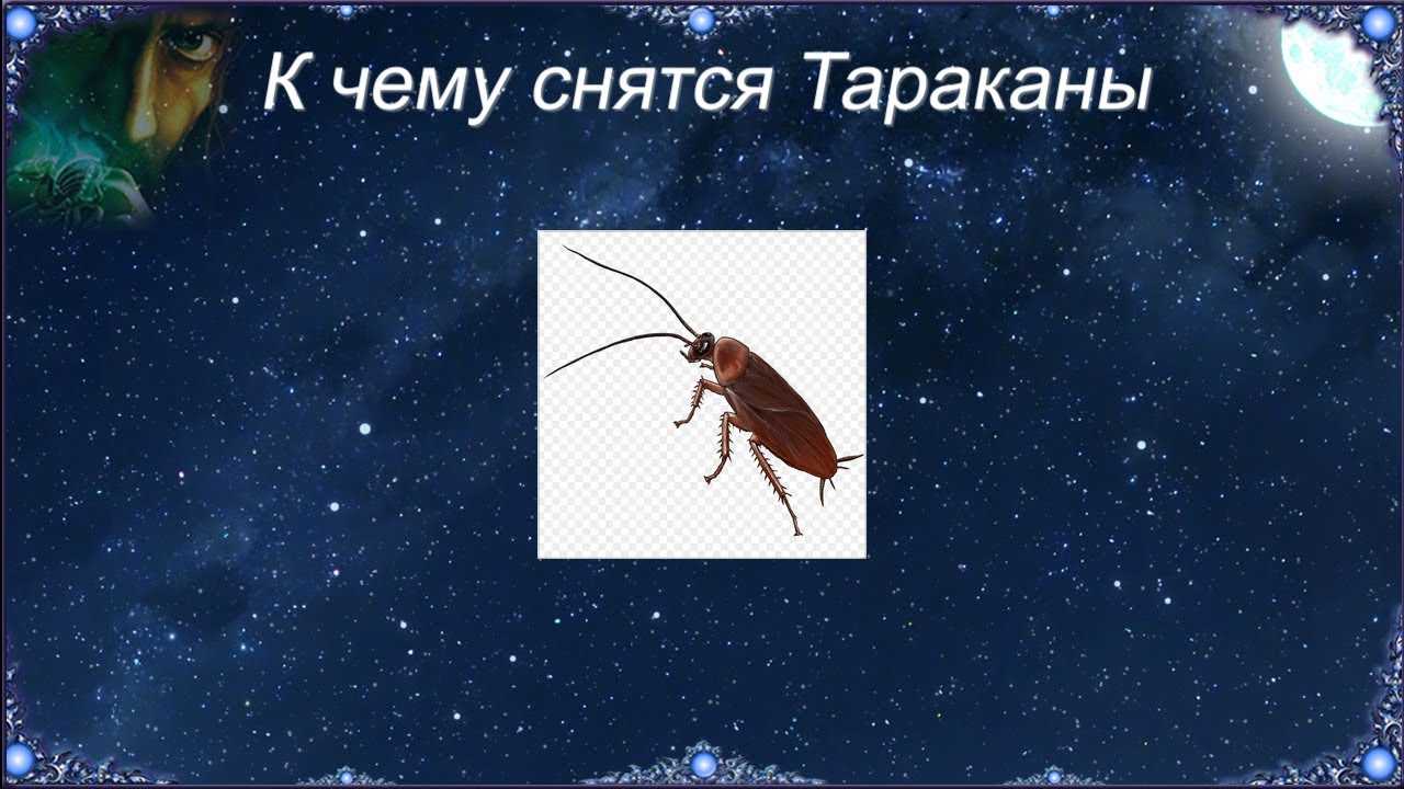 Убить во сне насекомое: значение и толкование сновидения - tolksnov.ru