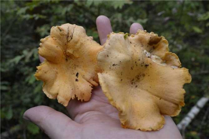 К чему снятся грибы - сонник для женщин и мужчин (собирать в лесу, видеть червивыми и другое)