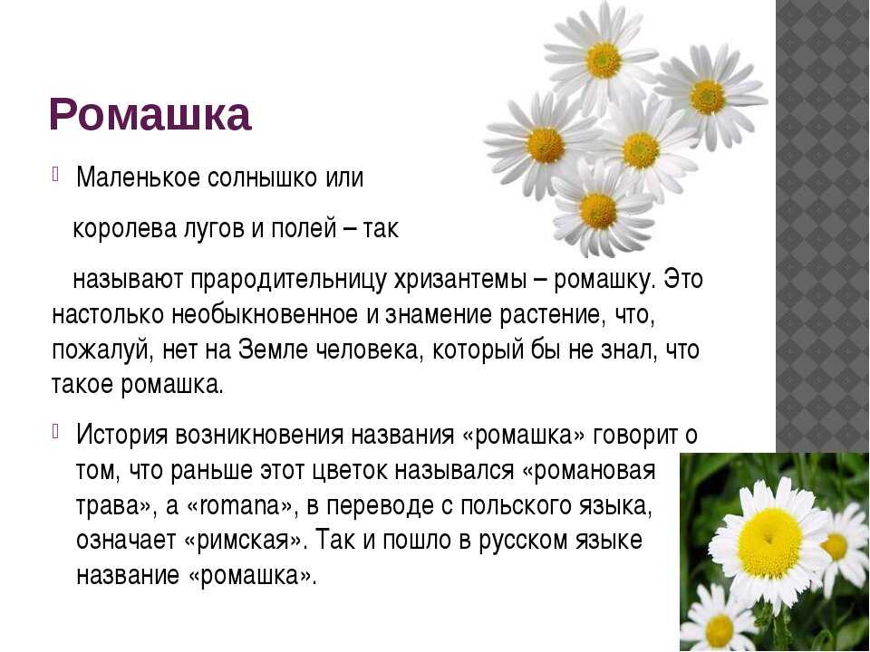 Цветок ромашка: значение цветка, приметы. к чему дарят ромашки девушке? народные приметы о ромашке в доме