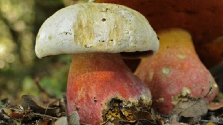 К чему снятся грибы женщине: видеть, есть, собирать, в лесу, много